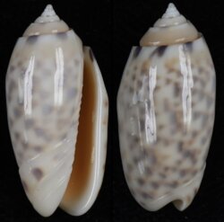 Oliva amethystina