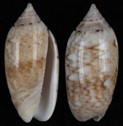 Oliva flammulata
