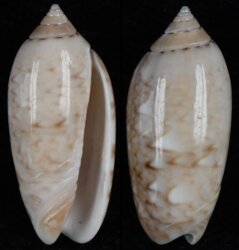 Oliva flammulata