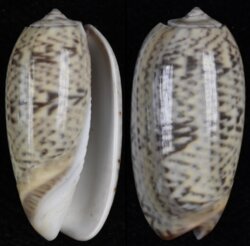 Oliva keeni