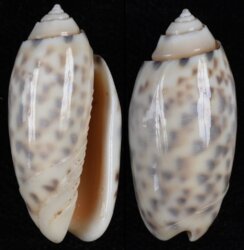 Oliva amethystina