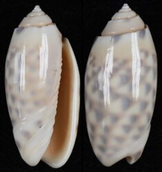 Oliva amethystina