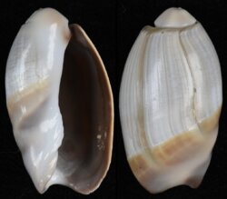 Olivancillaria vesica