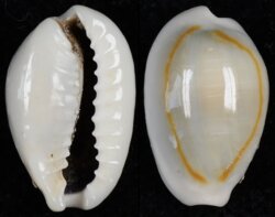 Monetaria annulus
