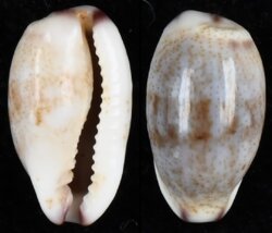 Purpuradusta fimbriata fimbriata fma durbanensis