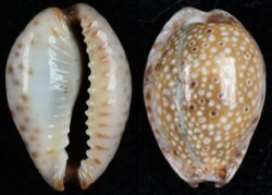 Naria ocellata