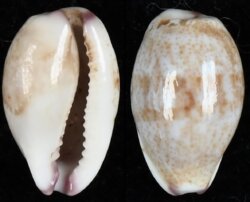 Purpuradusta fimbriata fimbriata fma durbanensis