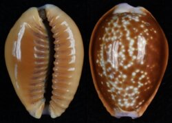 Naria helvola helvola fma argella