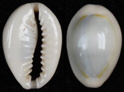 Monetaria annulus