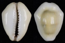 Monetaria moneta