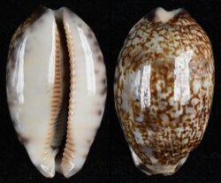 Mauritia grayana