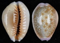 Naria helvola hawaiiensis