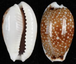 Naria labrolineata