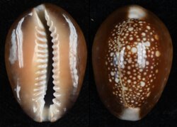 Monetaria caputserpentis