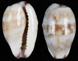 Purpuradusta fimbriata fimbriata fma durbanensis