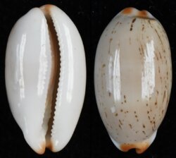 Luria isabella