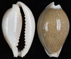 Naria miliaris