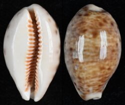 Lyncina lynx