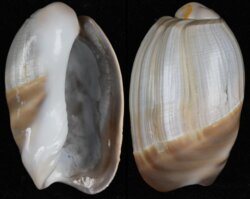 Olivancillaria vesica