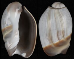 Olivancillaria vesica