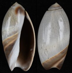 Olivancillaria cf carcellesi