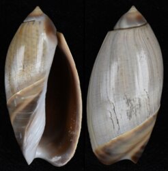 Olivancillaria cf carcellesi