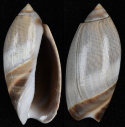 Olivancillaria cf carcellesi