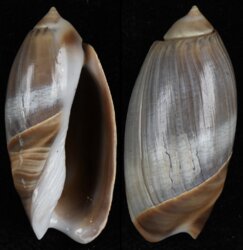 Olivancillaria cf carcellesi