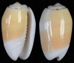 Oliva carneola
