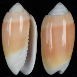 Oliva carneola