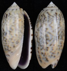 Oliva caerulea