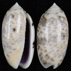 Oliva caerulea
