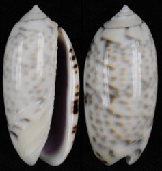 Oliva caerulea