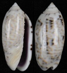 Oliva caerulea