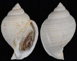 Galeodea echinophora
