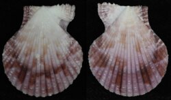 Laevichlamys squamosa