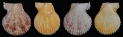Chlamys senatoria