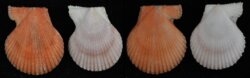 Chlamys senatoria