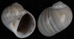 Natica gualteriana