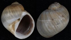 Natica gualteriana