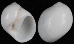 Polinices flemingianus