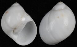Polinices flemingianus
