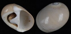 Polinices albumen