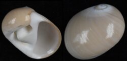 Polinices albumen