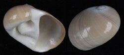 Polinices albumen