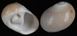 Polinices albumen
