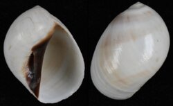 Polinices melanostomus