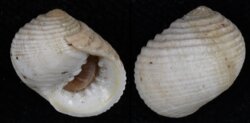 Nerita plicata