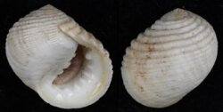 Nerita plicata