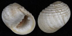 Nerita plicata